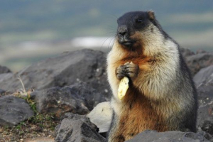 Чорношкірий заземлення (байкал підвид) Чорношкірий заземлення (байкал підвид)